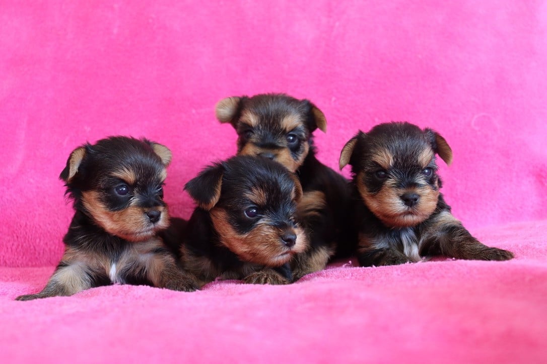 Chiot N°3