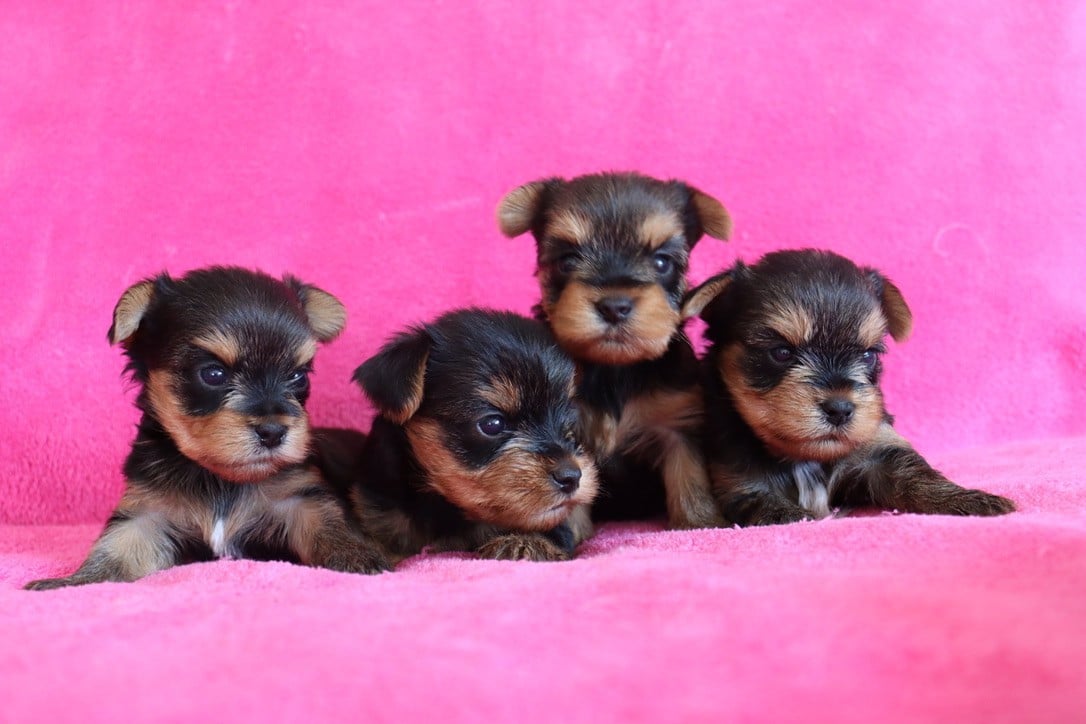 Chiot N°4