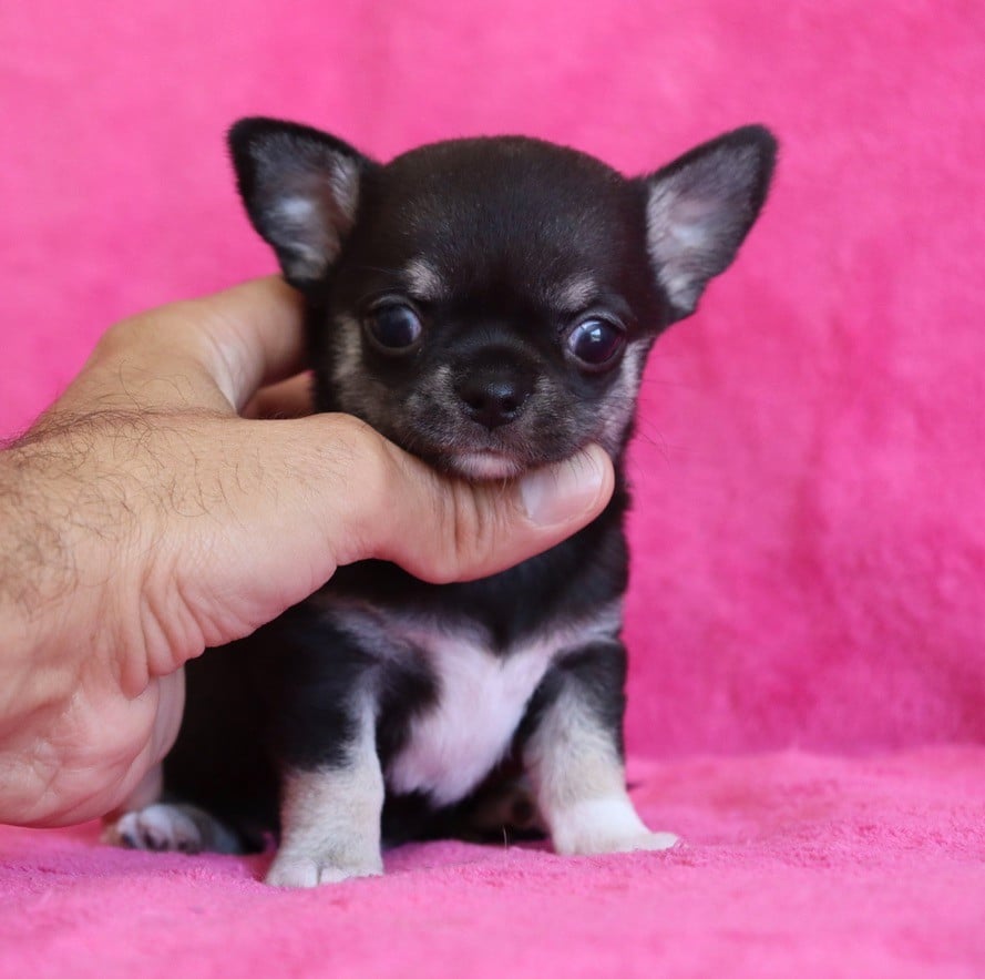 Chiot N°1