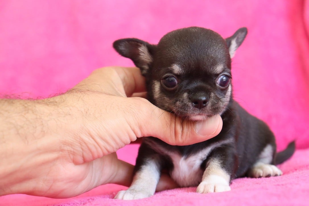 Chiot N°1