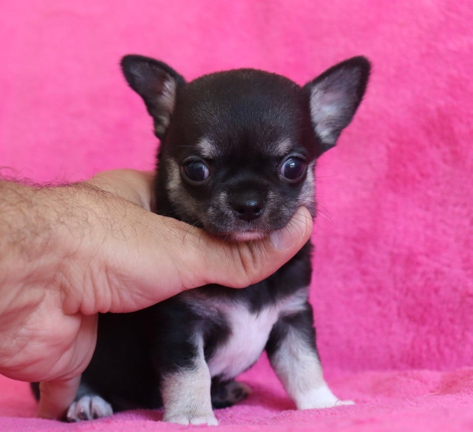 Chiot N°1