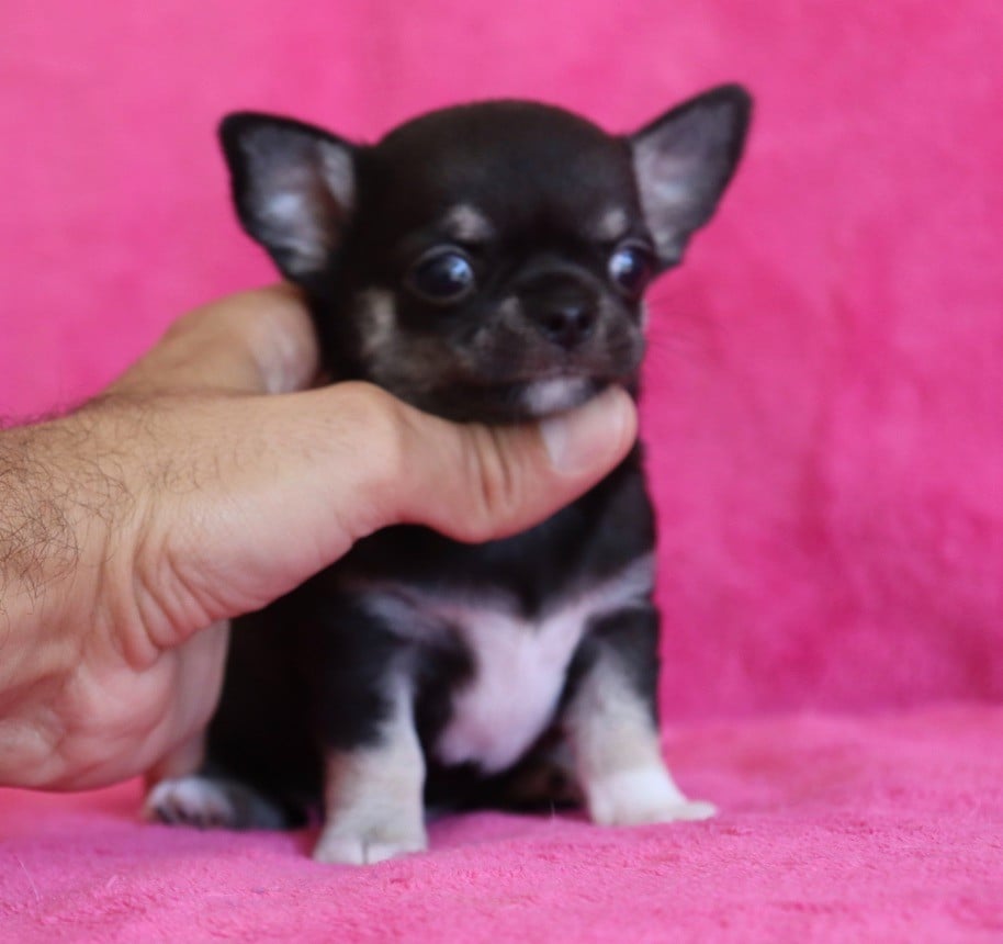 Chiot N°1