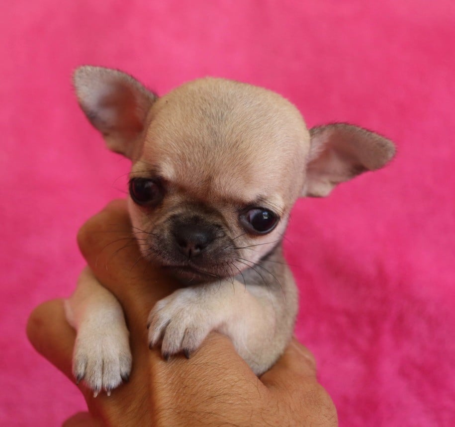 Chiot N°2