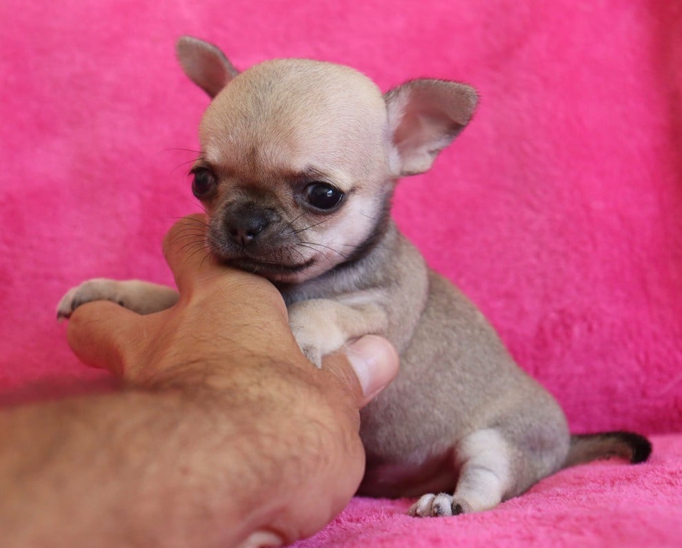 Chiot N°2