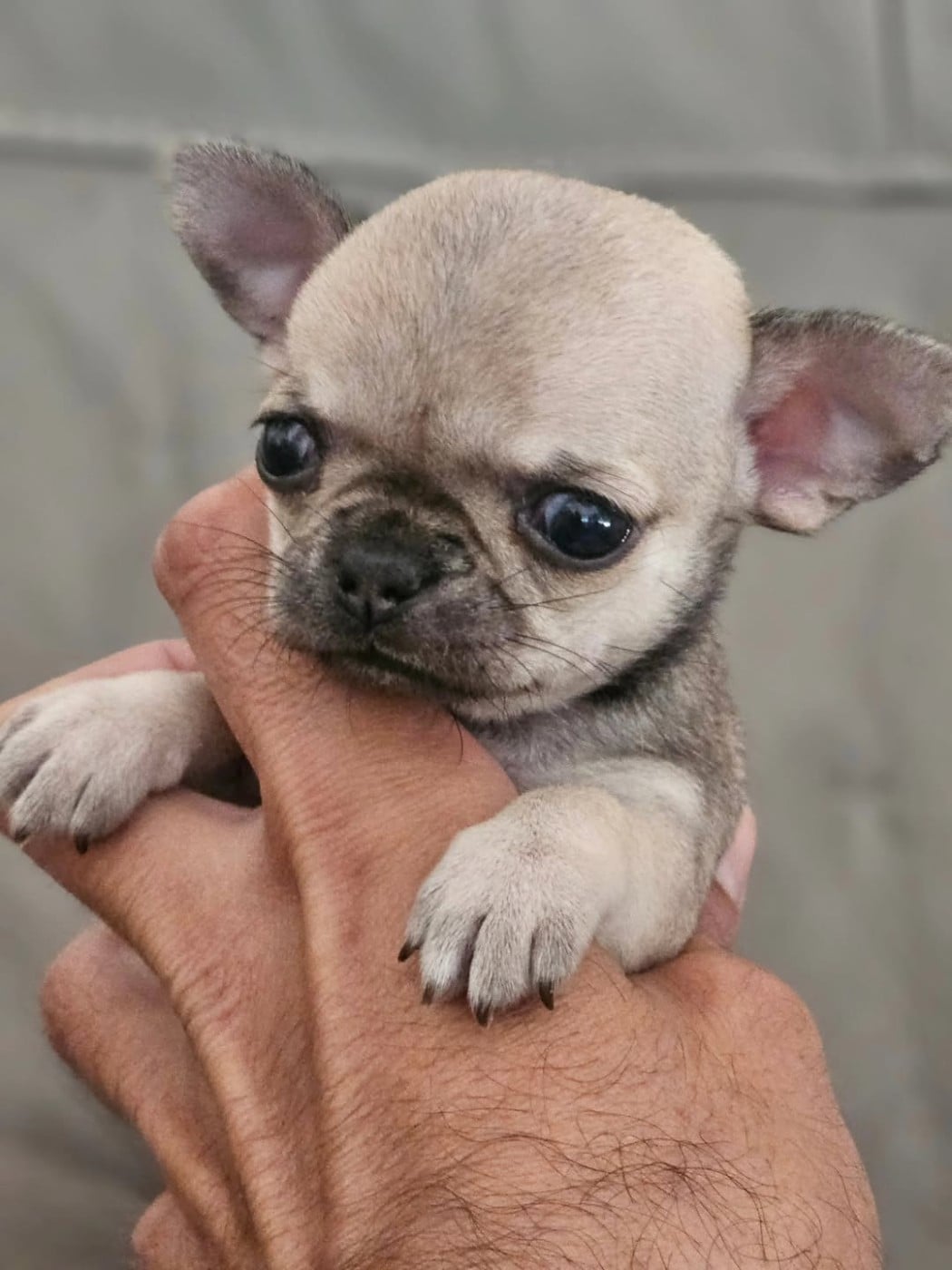 Chiot N°2