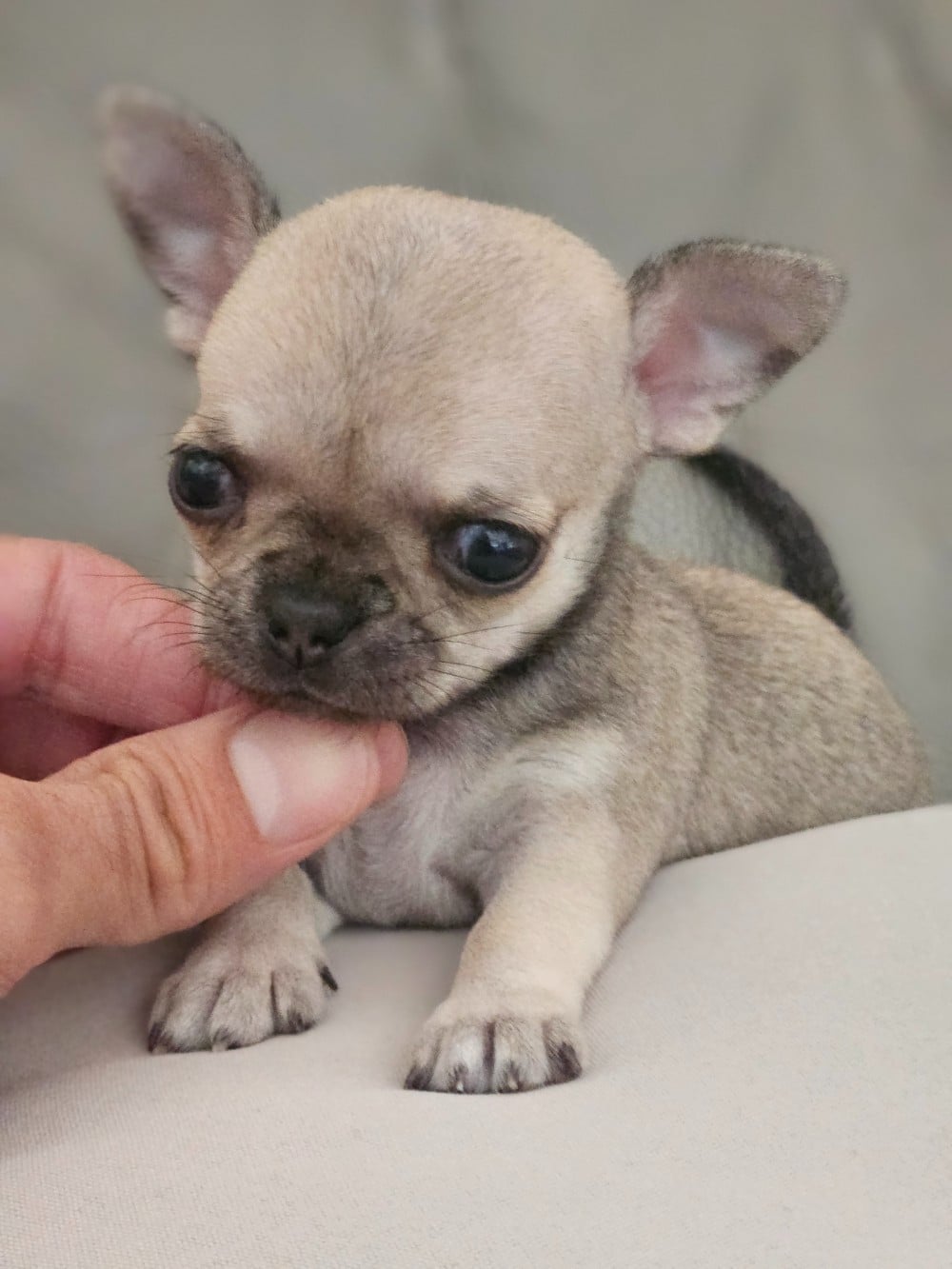 Chiot N°2