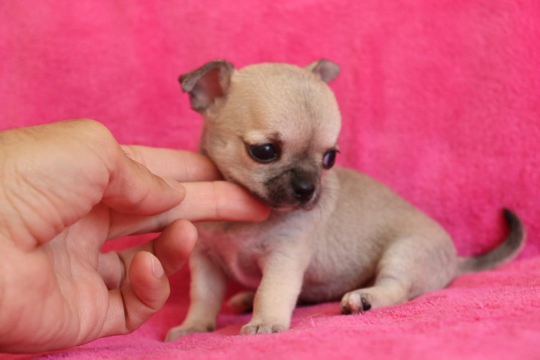 Chiot N°3