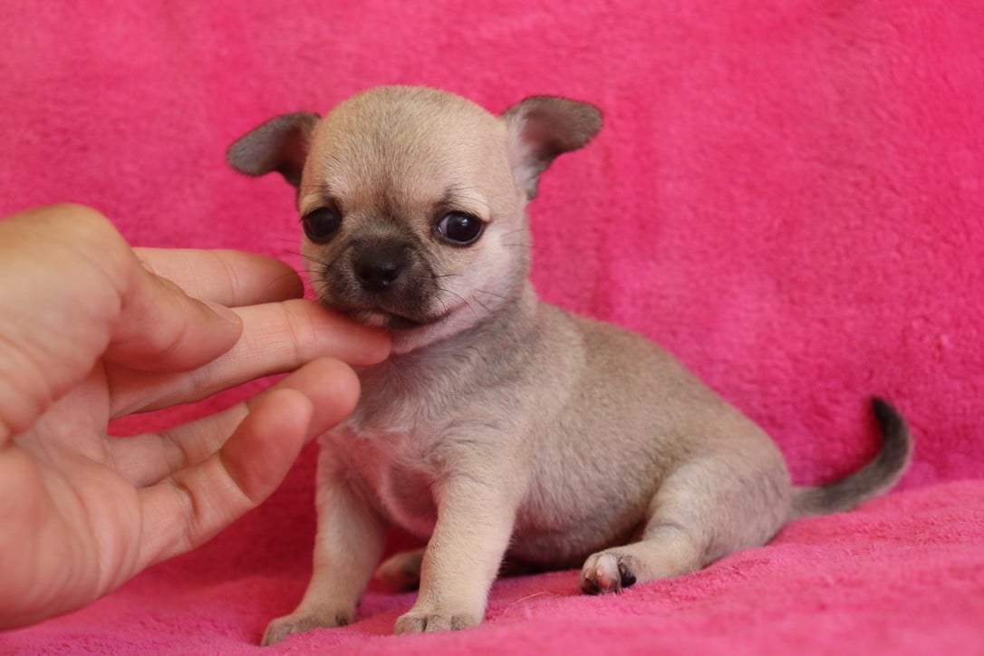 Chiot N°3