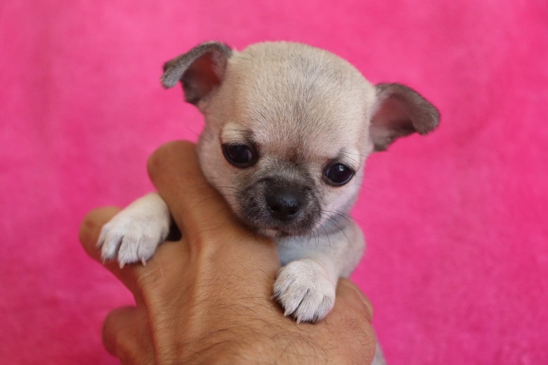 Chiot N°3