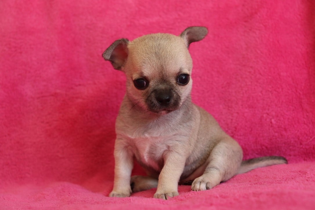 Chiot N°3