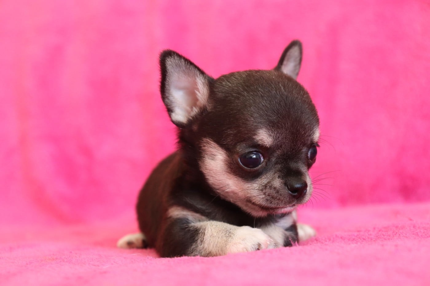Chiot N°4