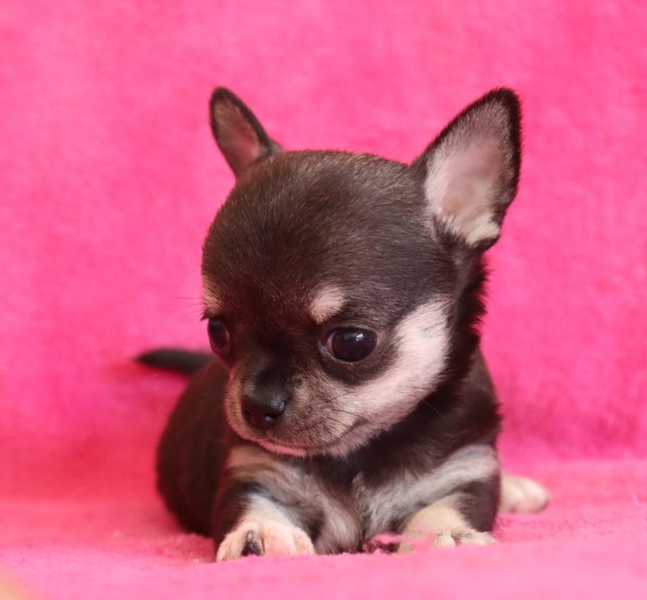Chiot N°4