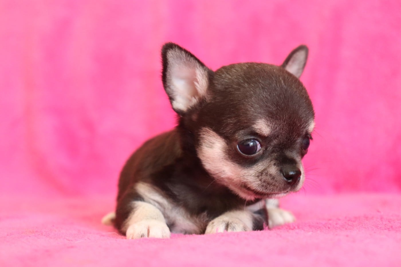 Chiot N°4