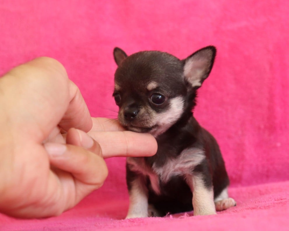 Chiot N°4