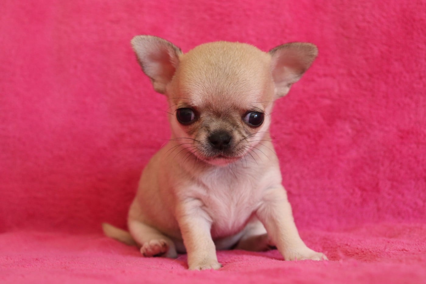Chiot N°5