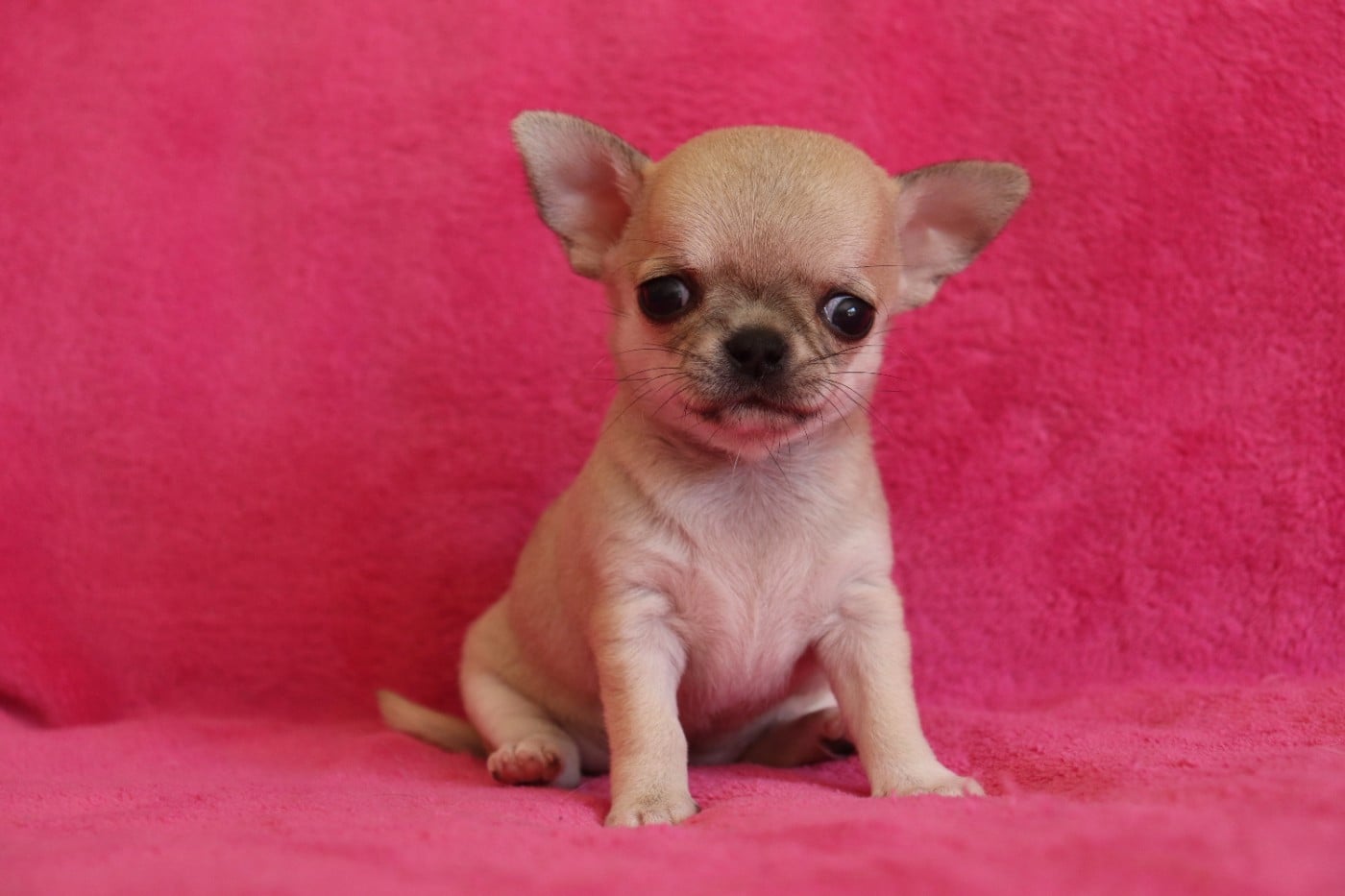 Chiot N°5