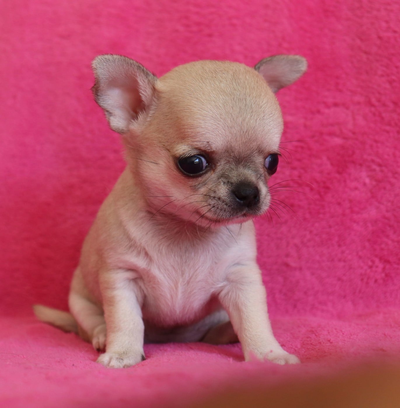 Chiot N°5