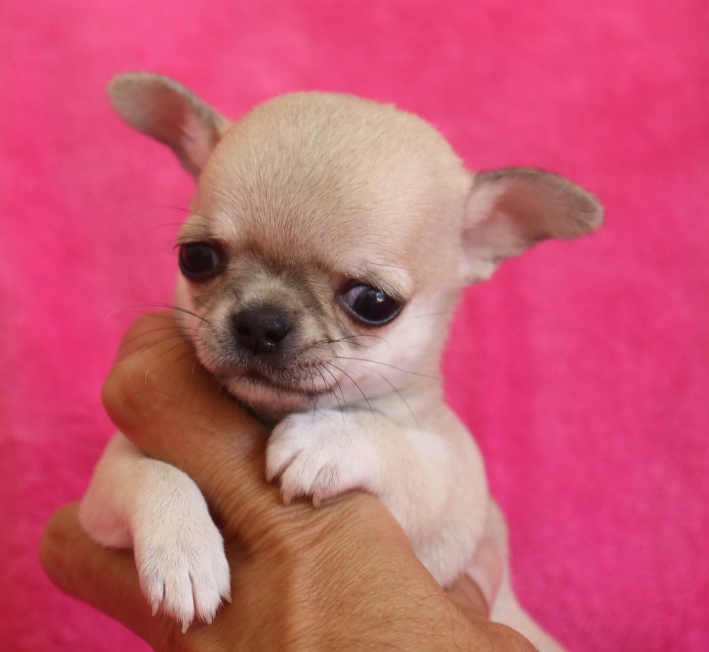 Chiot N°5