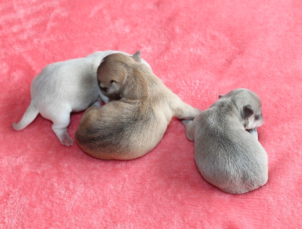 CHIOT - Chihuahua