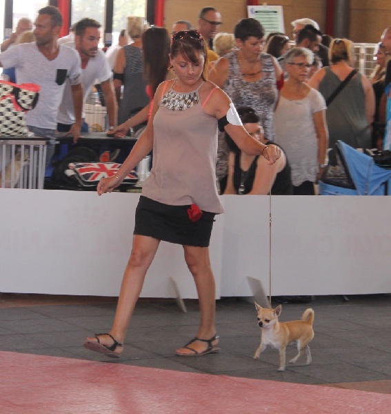 Leyco hiro du Domaine San Sébastian - 1 Excellent Meilleur Jeune