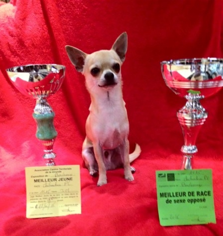 Leyco hiro du Domaine San Sébastian - 1 Ex Meilleur Jeune Meilleur de Race de sexe Opposé 3ième du groupe 9