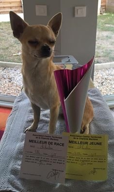 Leyco hiro du Domaine San Sébastian - 1 Excellent Meilleur Jeune / Meilleur De Race