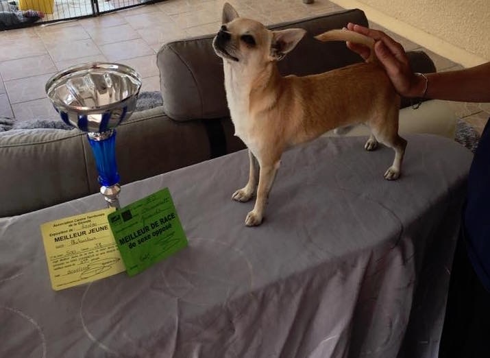 Leyco hiro du Domaine San Sébastian - 1 Excellent Meilleur Jeune Meilleur de Race de Sexe Opposé