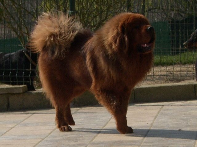 I'geri sherpa of zhang jie ao yuan kennel
