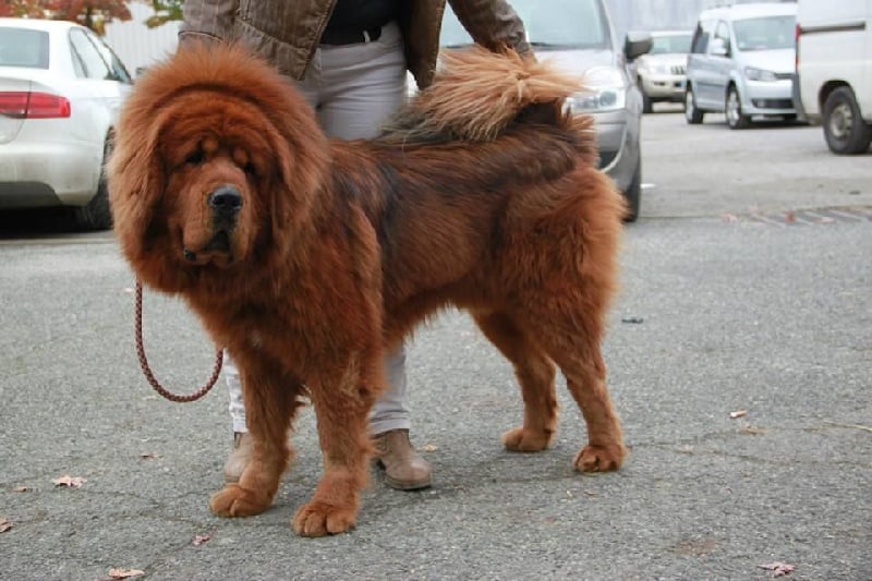 I'geri sherpa of zhang jie ao yuan kennel