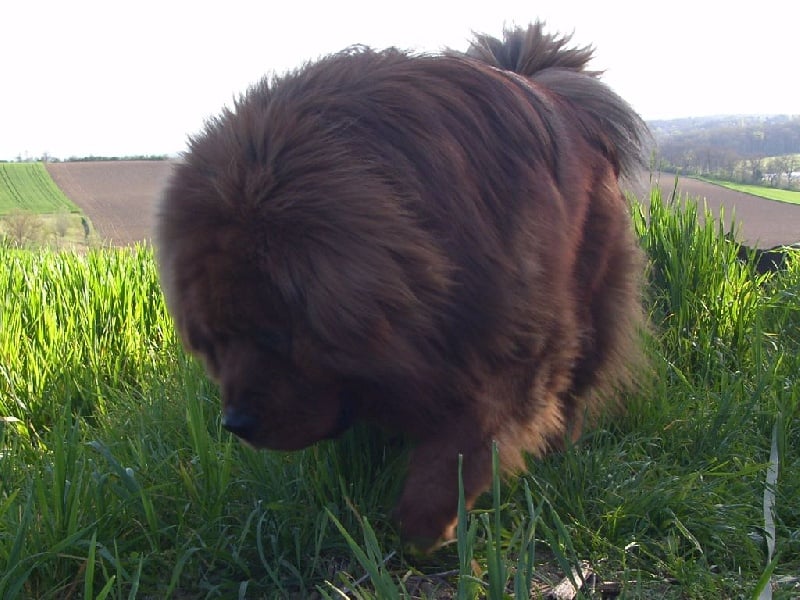 I'geri sherpa of zhang jie ao yuan kennel