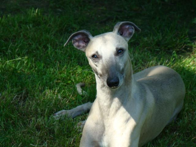 Publication : de la Vallée des Baronnies