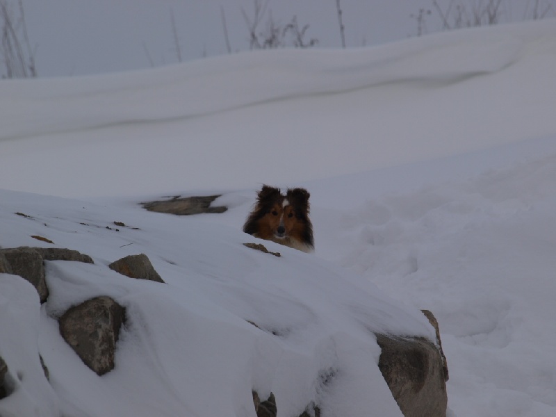 Publication : des Jardins de Becky Auteur : Ludovic