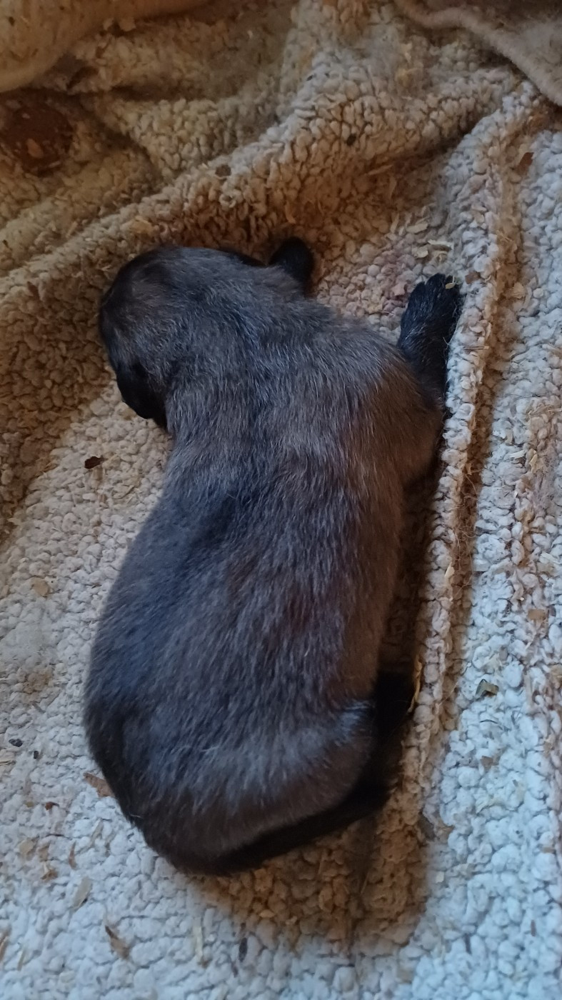 CHIOT 2 - Berger Yougoslave de Charplanina