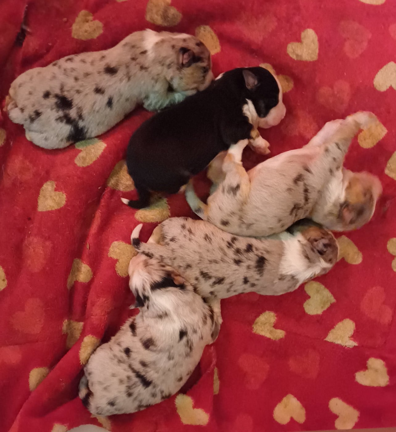 Berger Américain Miniature  - des Jardins de Becky