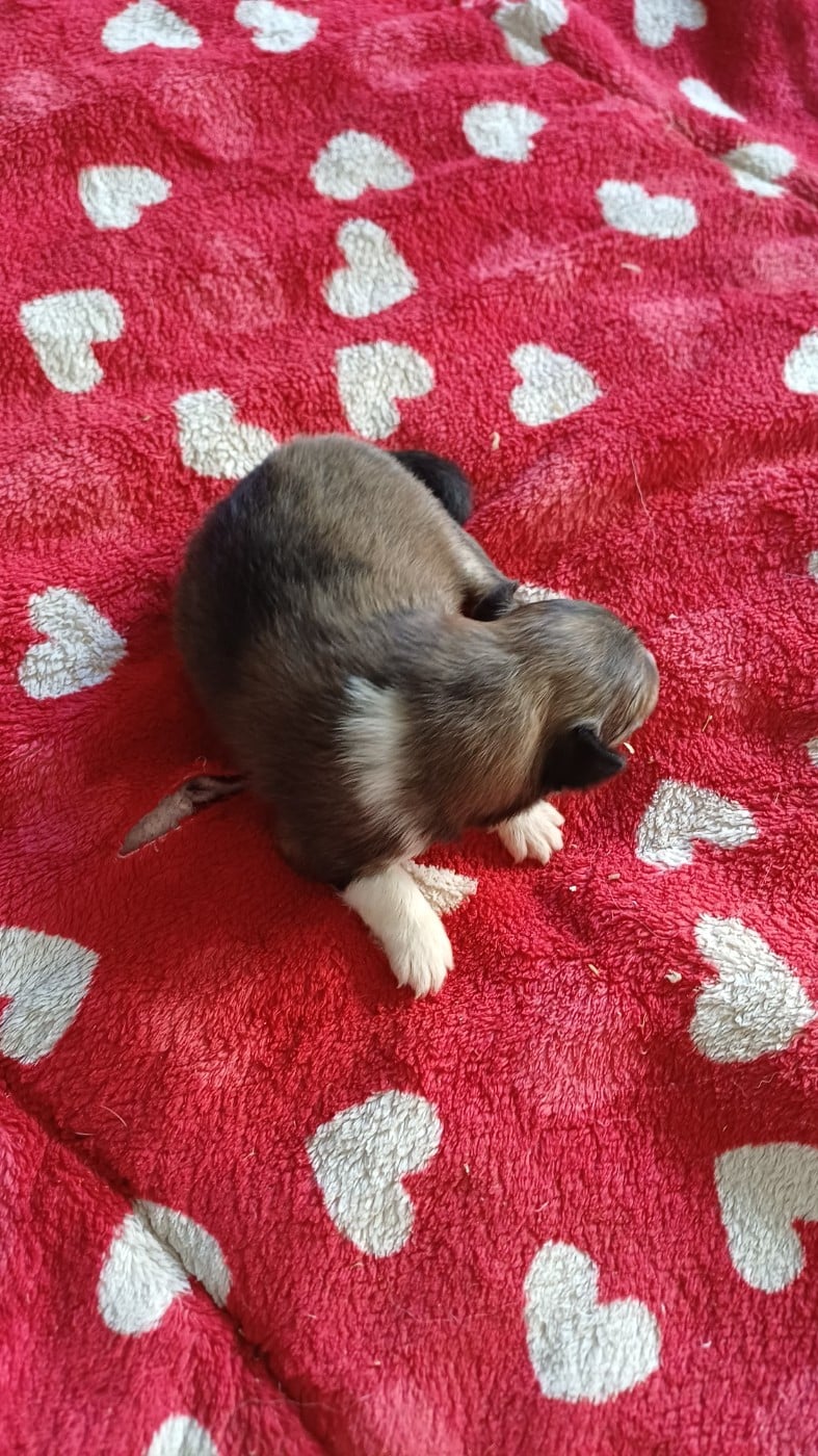 Shetland Sheepdog - des Jardins de Becky