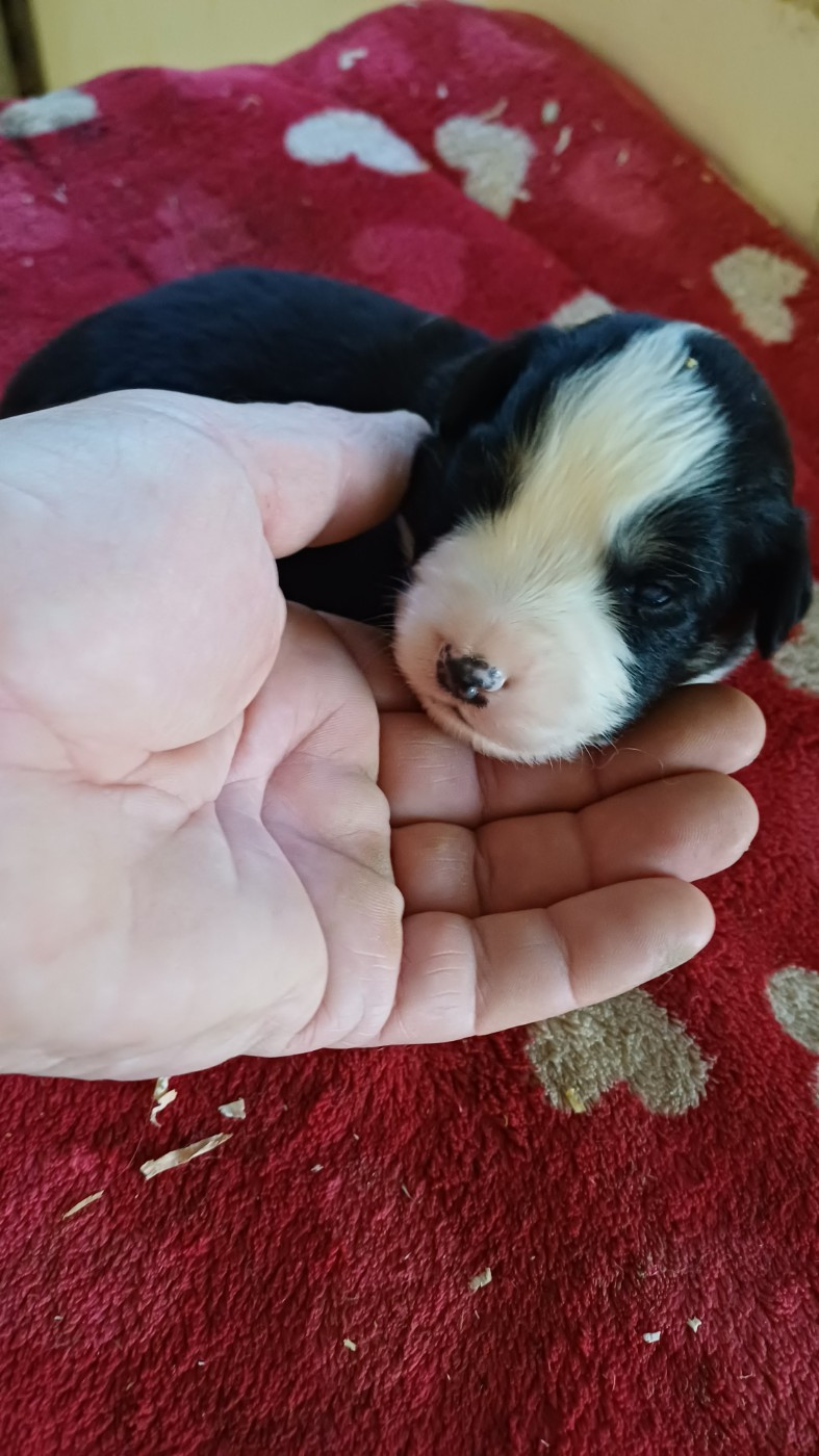 Chiot Berger Américain Miniature