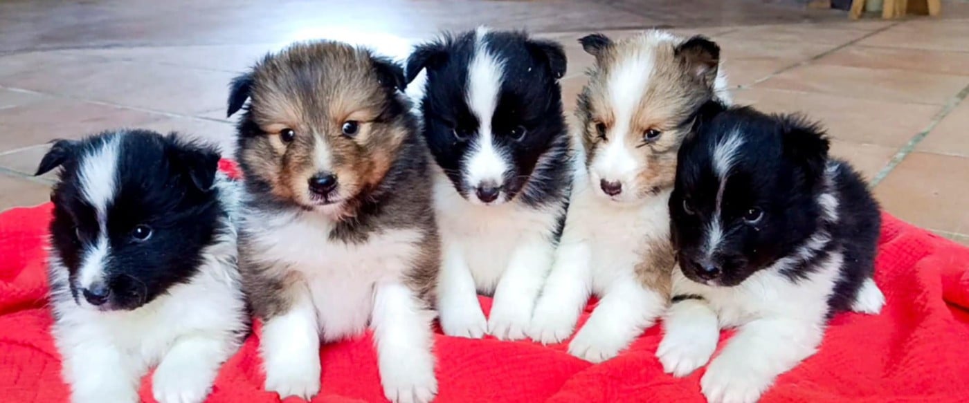 Shetland Sheepdog - des Jardins de Becky