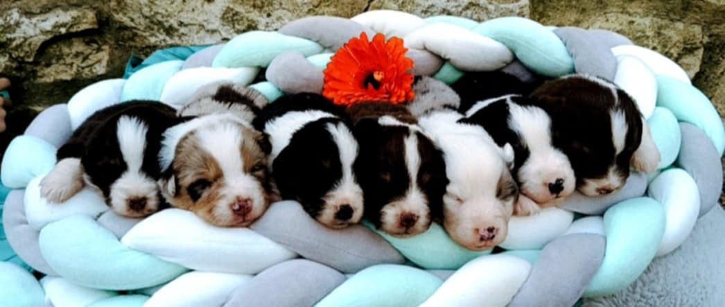 Berger Américain Miniature  - des Jardins de Becky