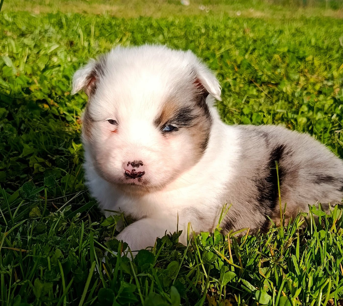 Berger Américain Miniature  - des Jardins de Becky