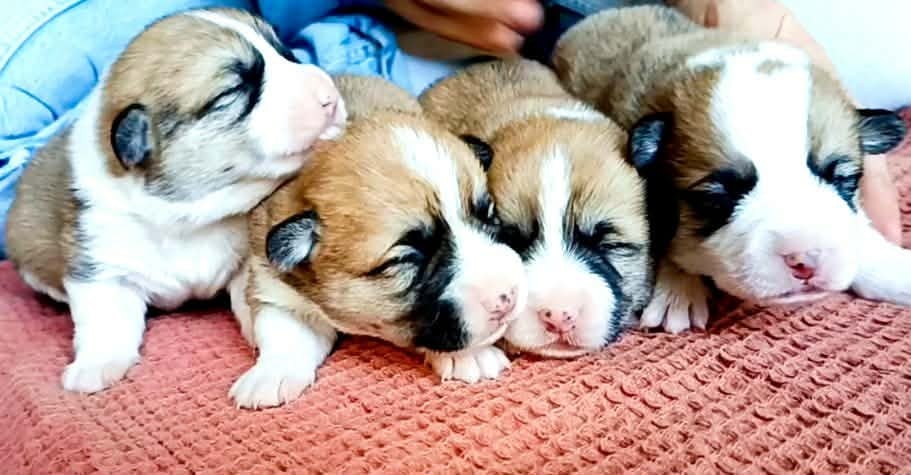 Welsh Corgi Pembroke - des Jardins de Becky