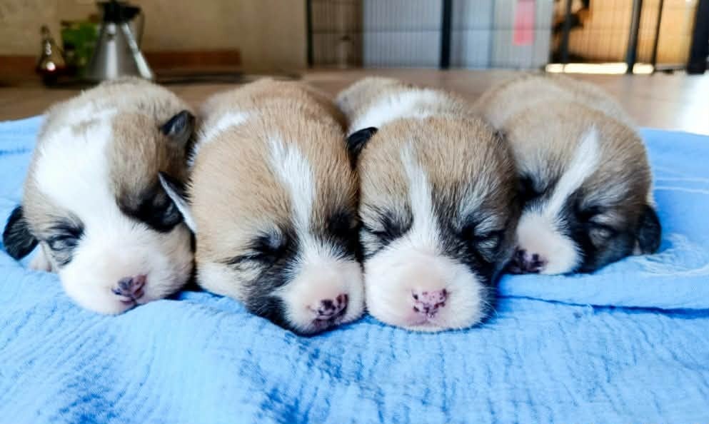 Welsh Corgi Pembroke - des Jardins de Becky