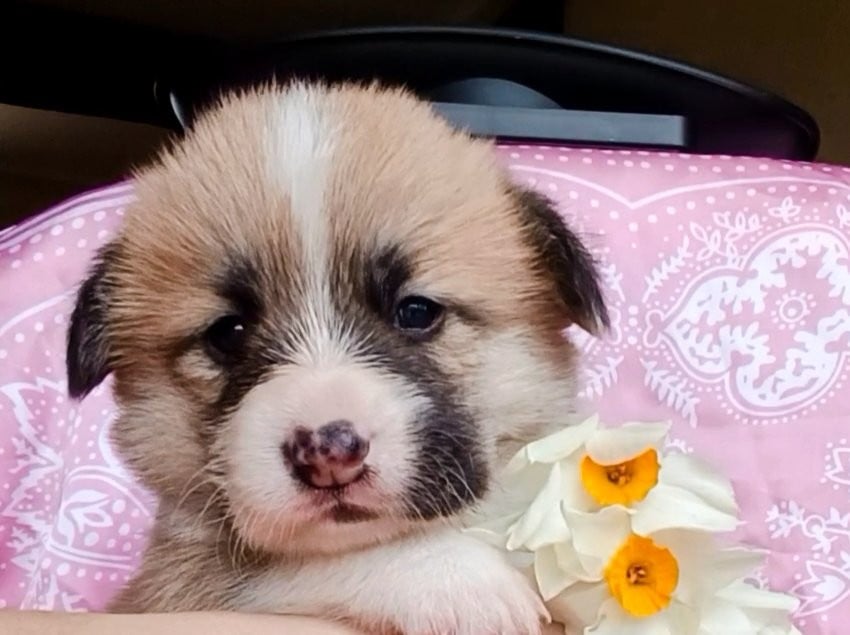 Welsh Corgi Pembroke - des Jardins de Becky