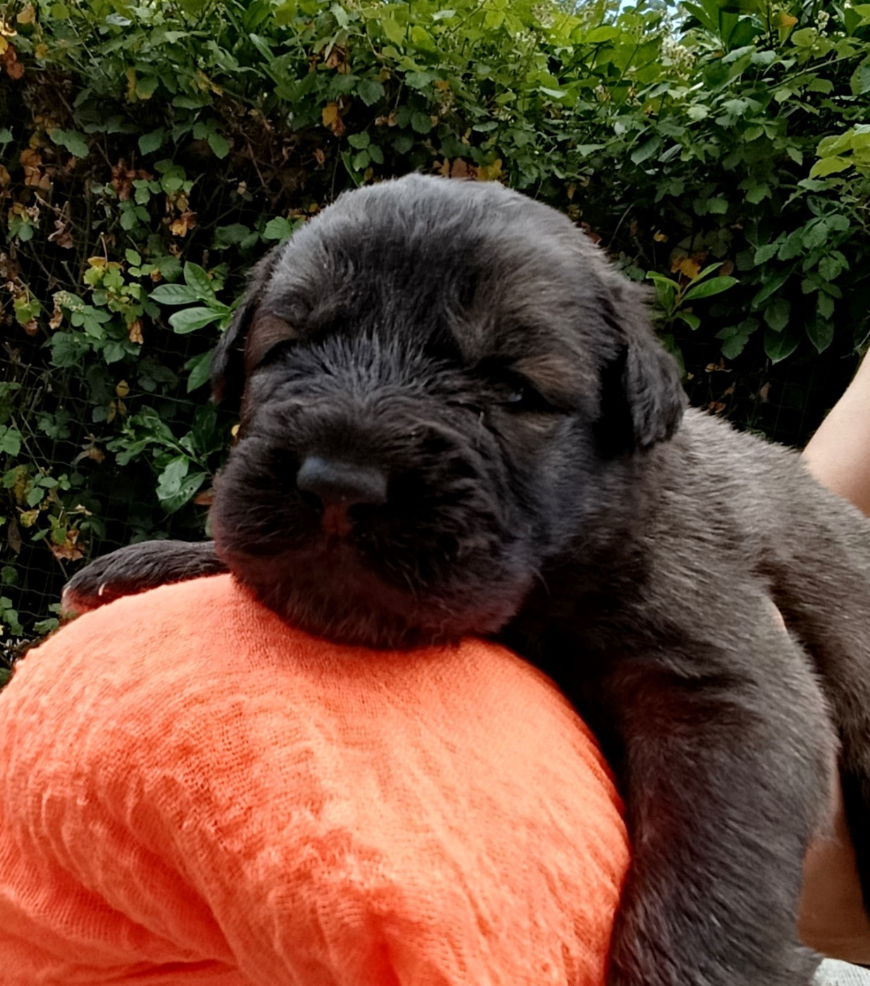 Chiot N°3 - Berger Yougoslave de Charplanina