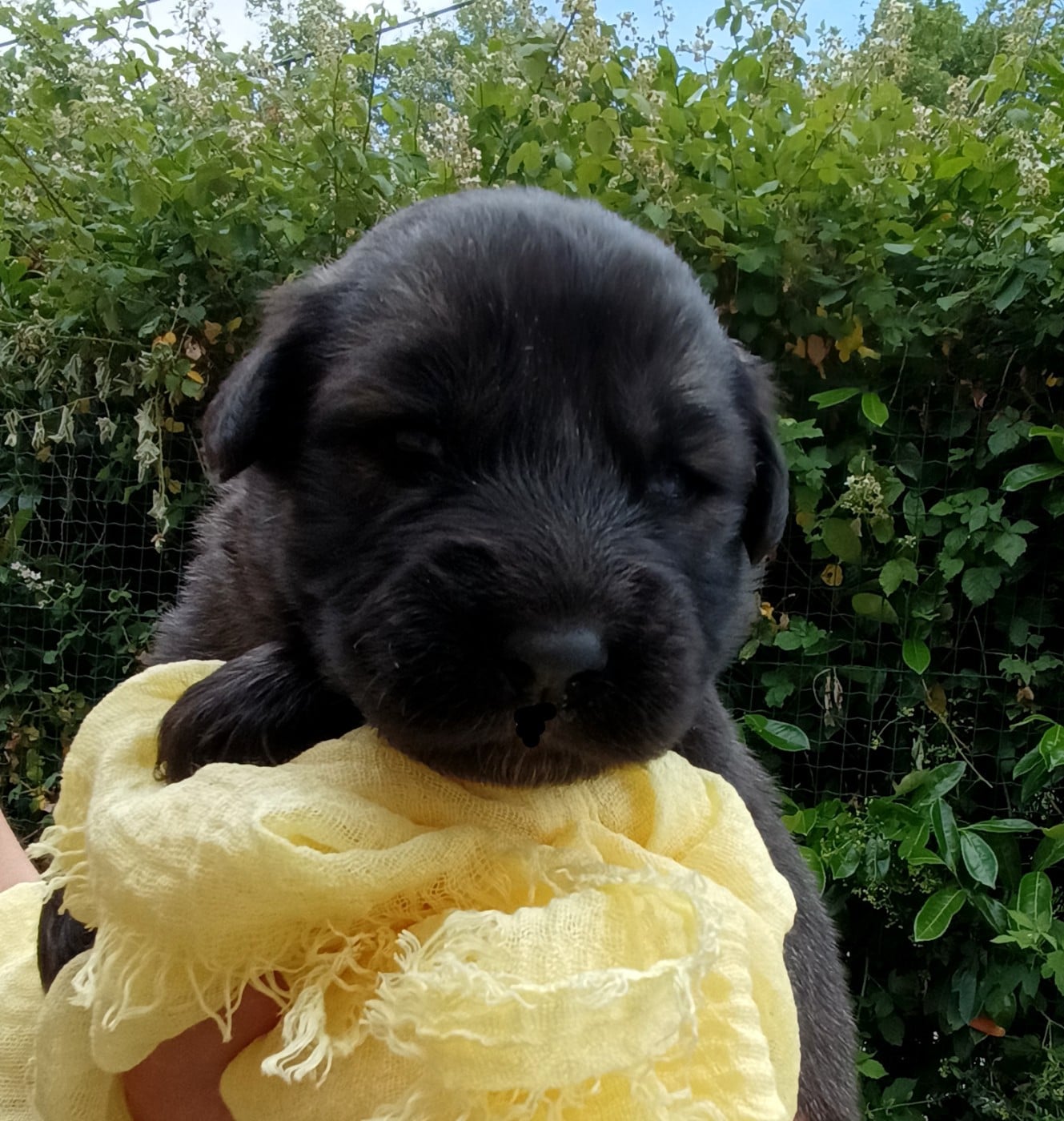 Chiot N°4 - Berger Yougoslave de Charplanina