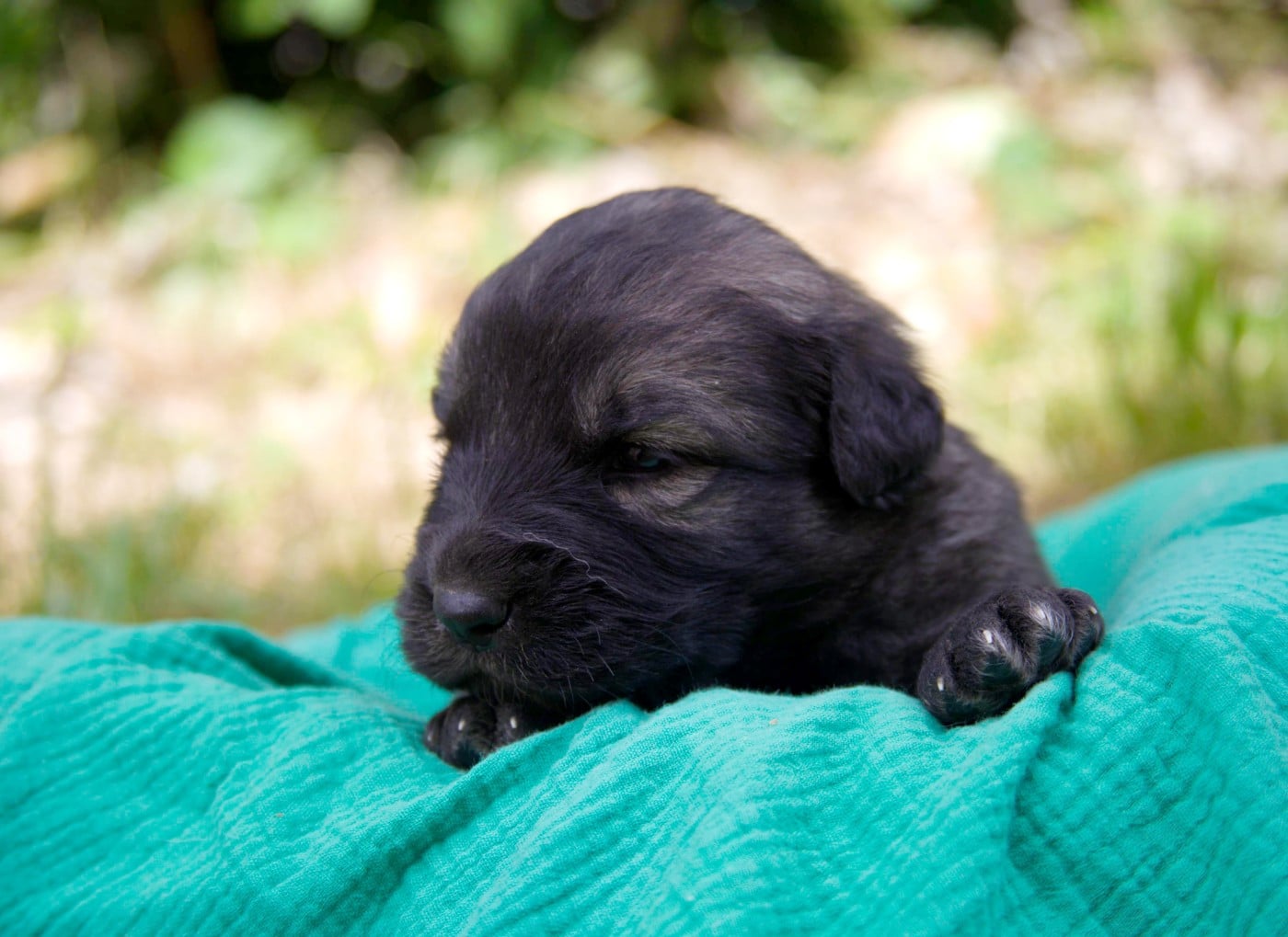 Chiot N°2