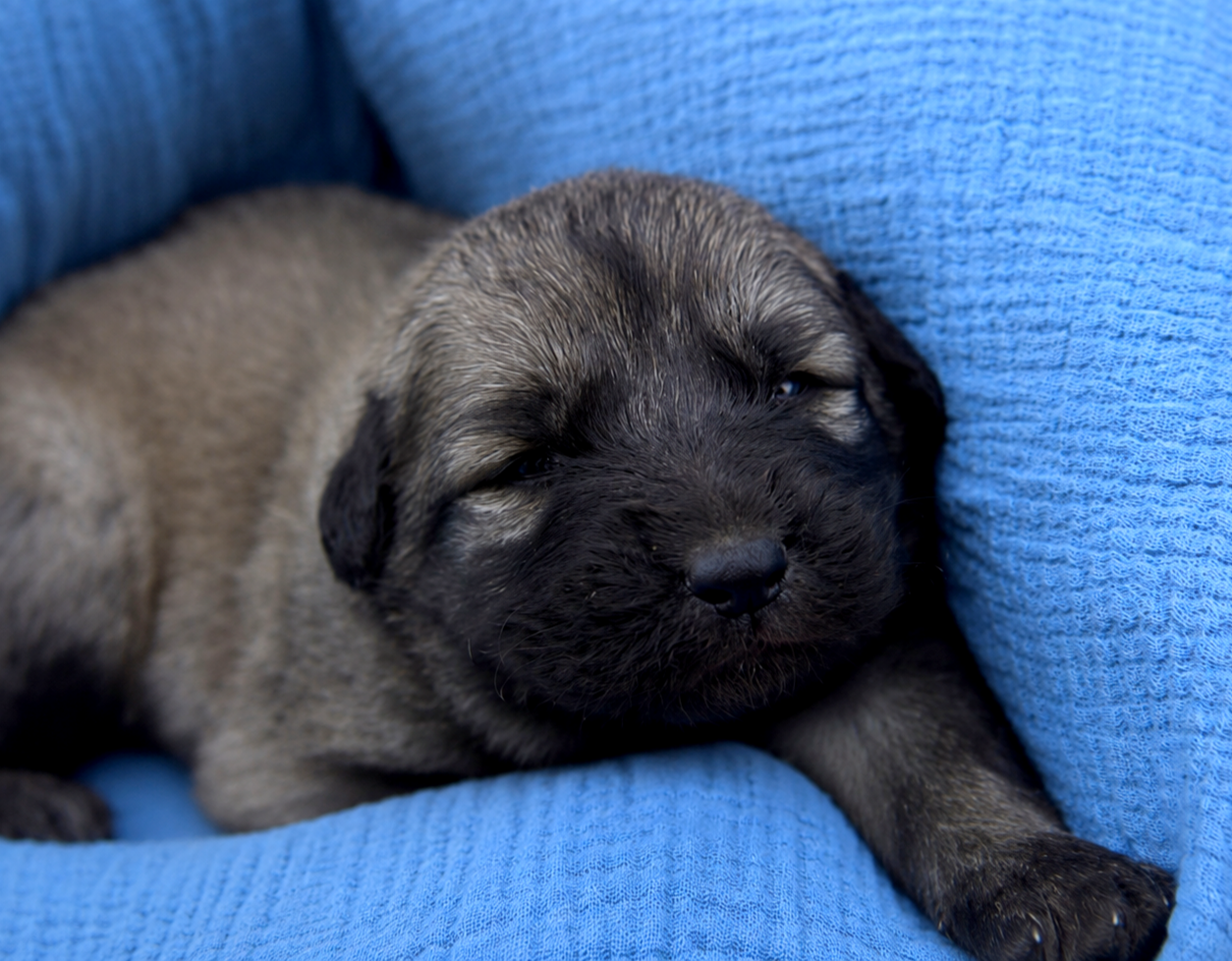 Chiot N°4