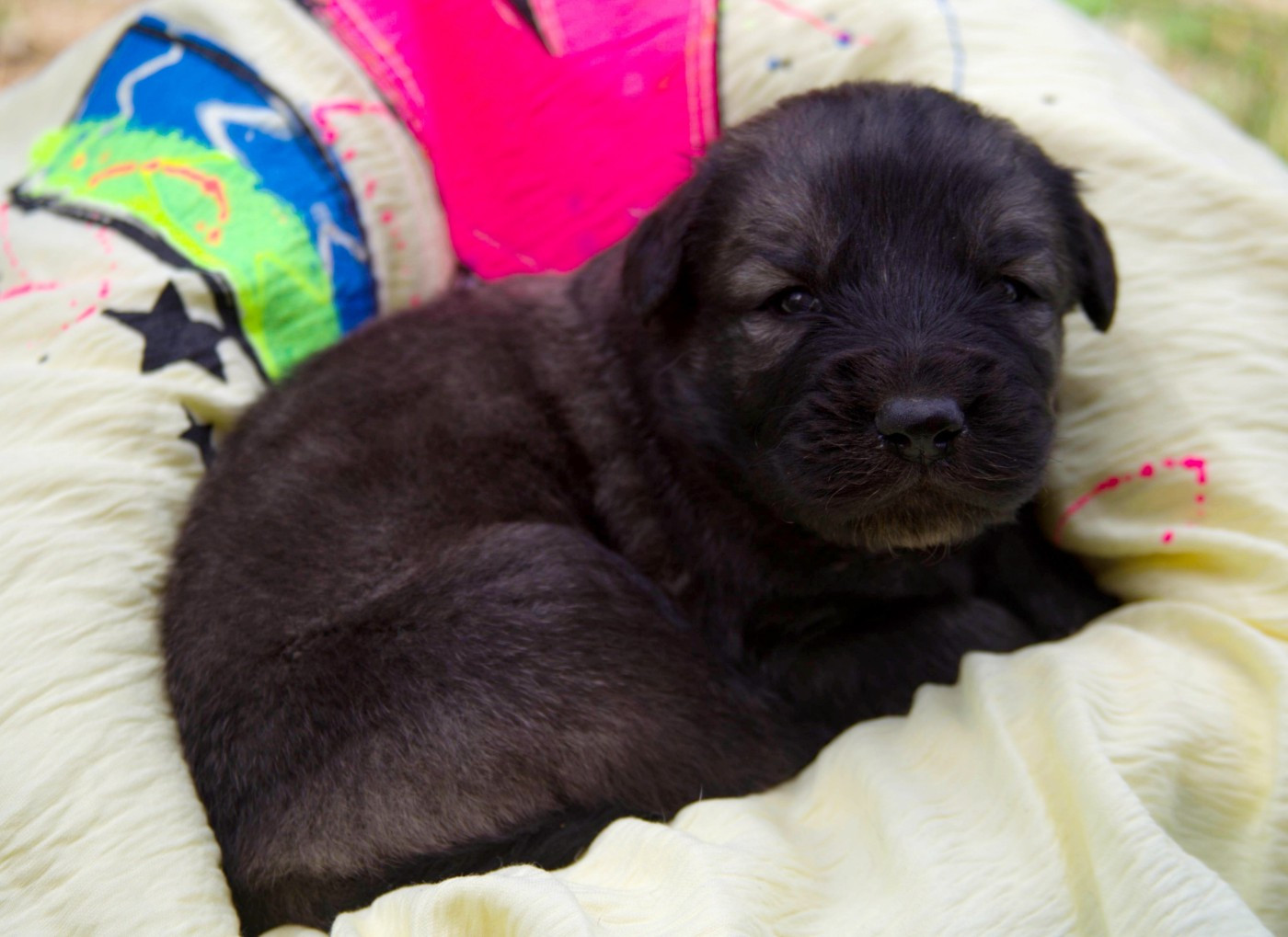 Chiot N°1
