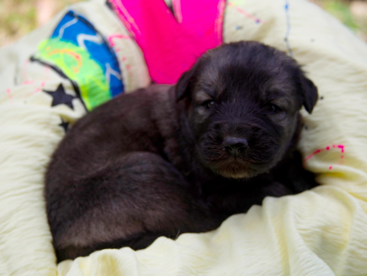 Chiot N°1