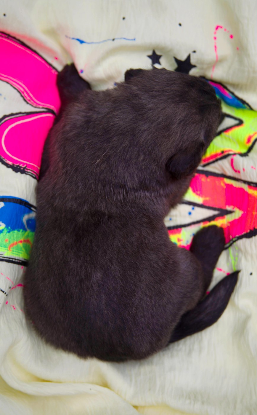 Chiot N°1