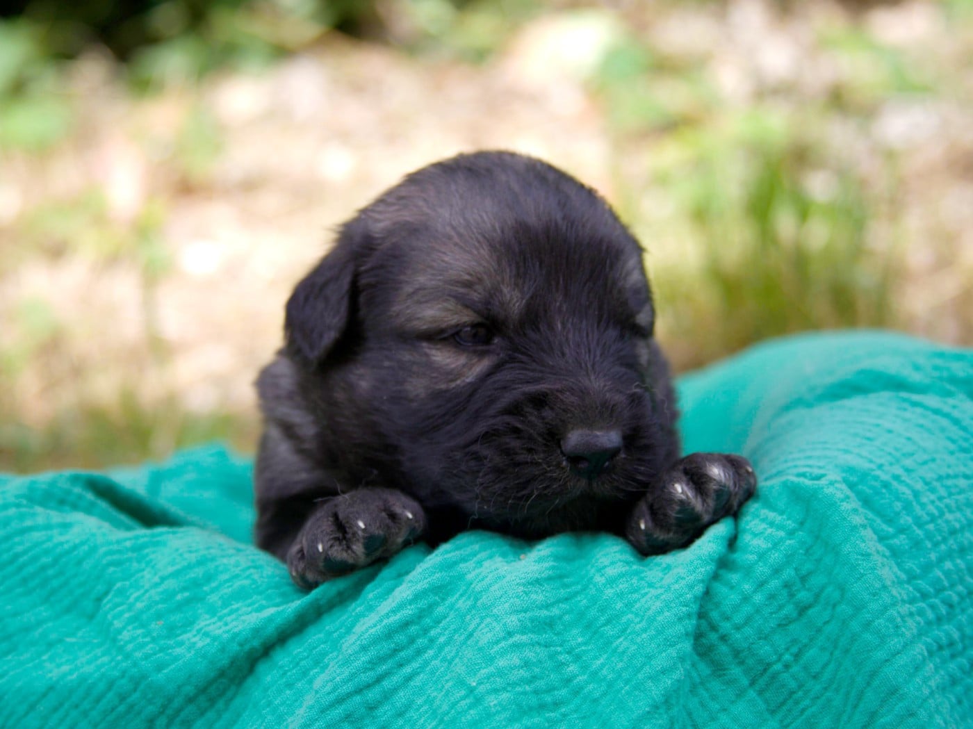 Chiot N°2